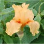 Nahaufnahme einer apricotfarbenen Schwertlilie (Iris barbata) im Garten.
