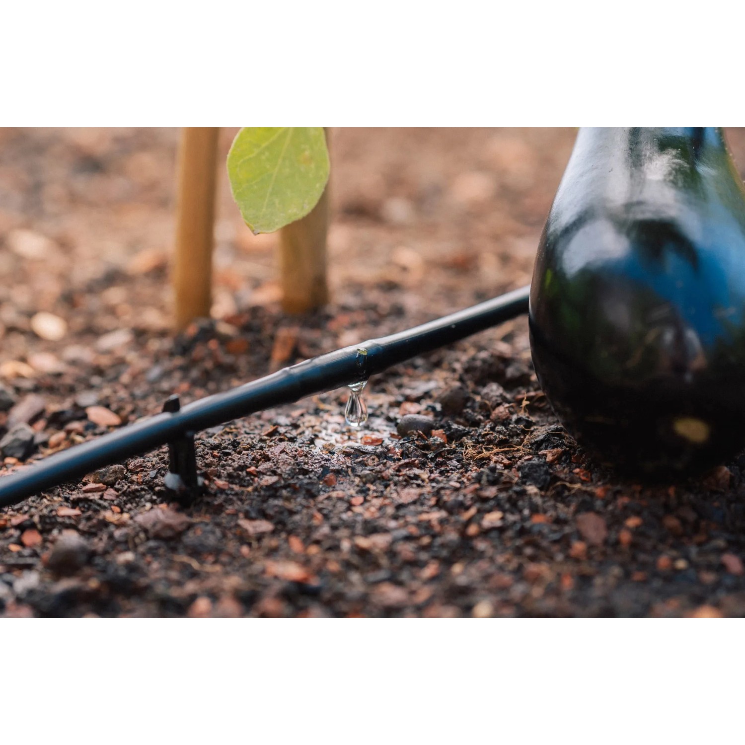 Geka Tropfrohr (6mm) im Einsatz zur Bewässerung einer Aubergine im Garten.