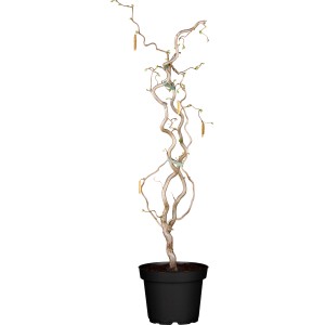 Korkenzieherhaselnuss Contorta im Topf, ca. 40-60 cm hoch, mit gedrehten Ästen und gelben Blüten.