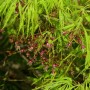 Grüner Schlitzahorn (Acer palmatum) Hochstamm mit filigranen Blättern und zarten Blüten.