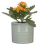 Scheurich Übertopf 828 Classic Mix mit orangefarbener Kalanchoe im hellgrauen Keramiktopf.