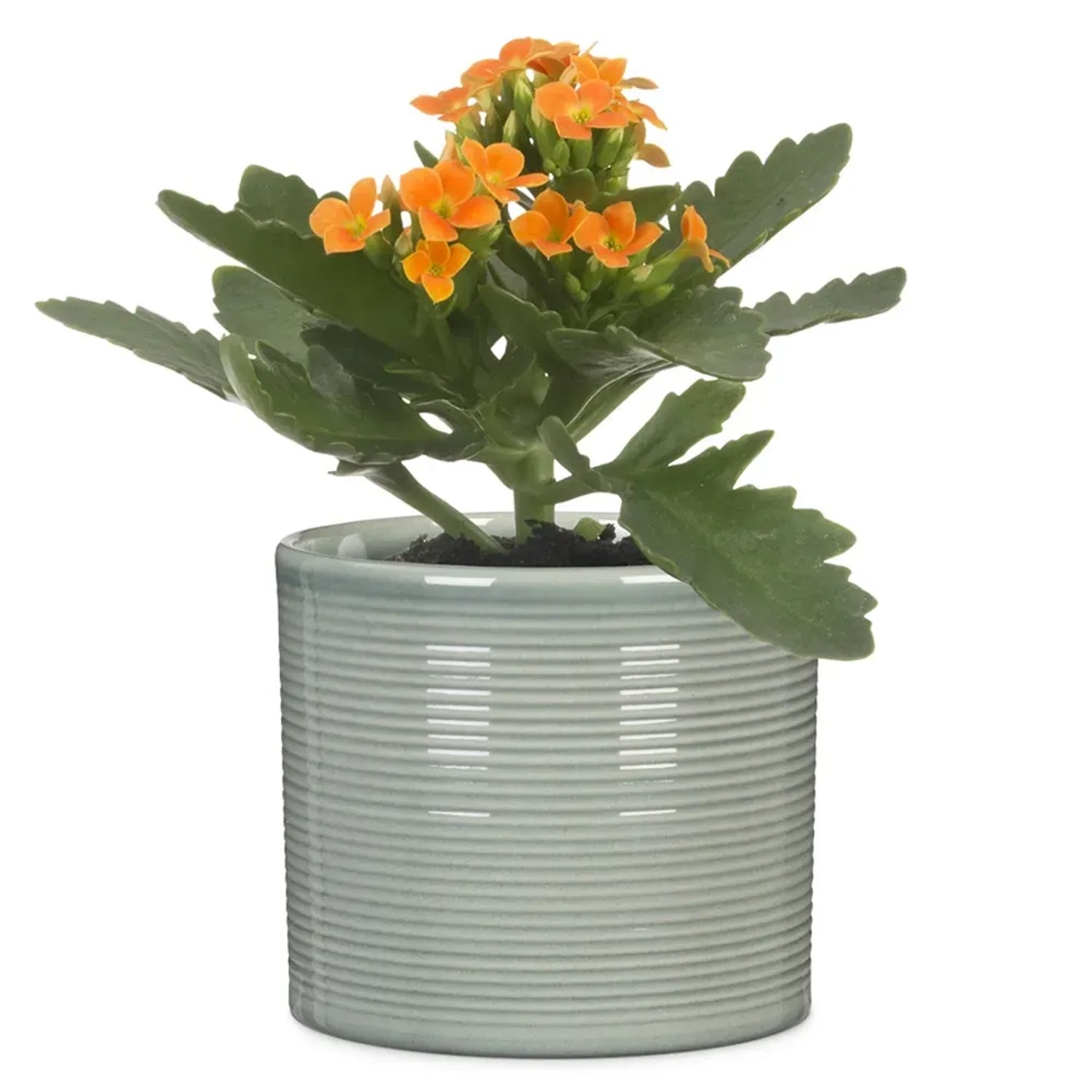 Scheurich Übertopf 828 Classic Mix mit orangefarbener Kalanchoe im hellgrauen Keramiktopf.