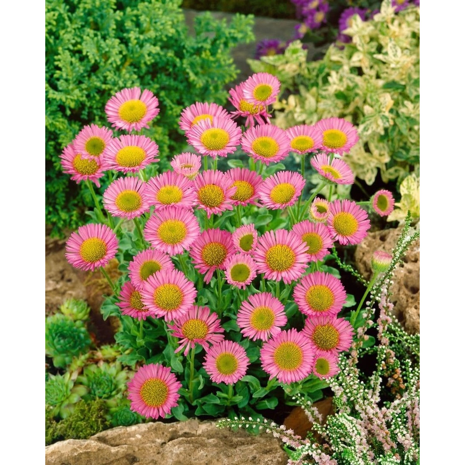 Erigeron X Cult. Karminstrahl Ca. 9x9 cm Topf günstig online kaufen