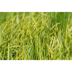 Detailaufnahme von grün-gelbem Reitgras 'England' (Calamagrostis), Ziergras für Garten und Beet.