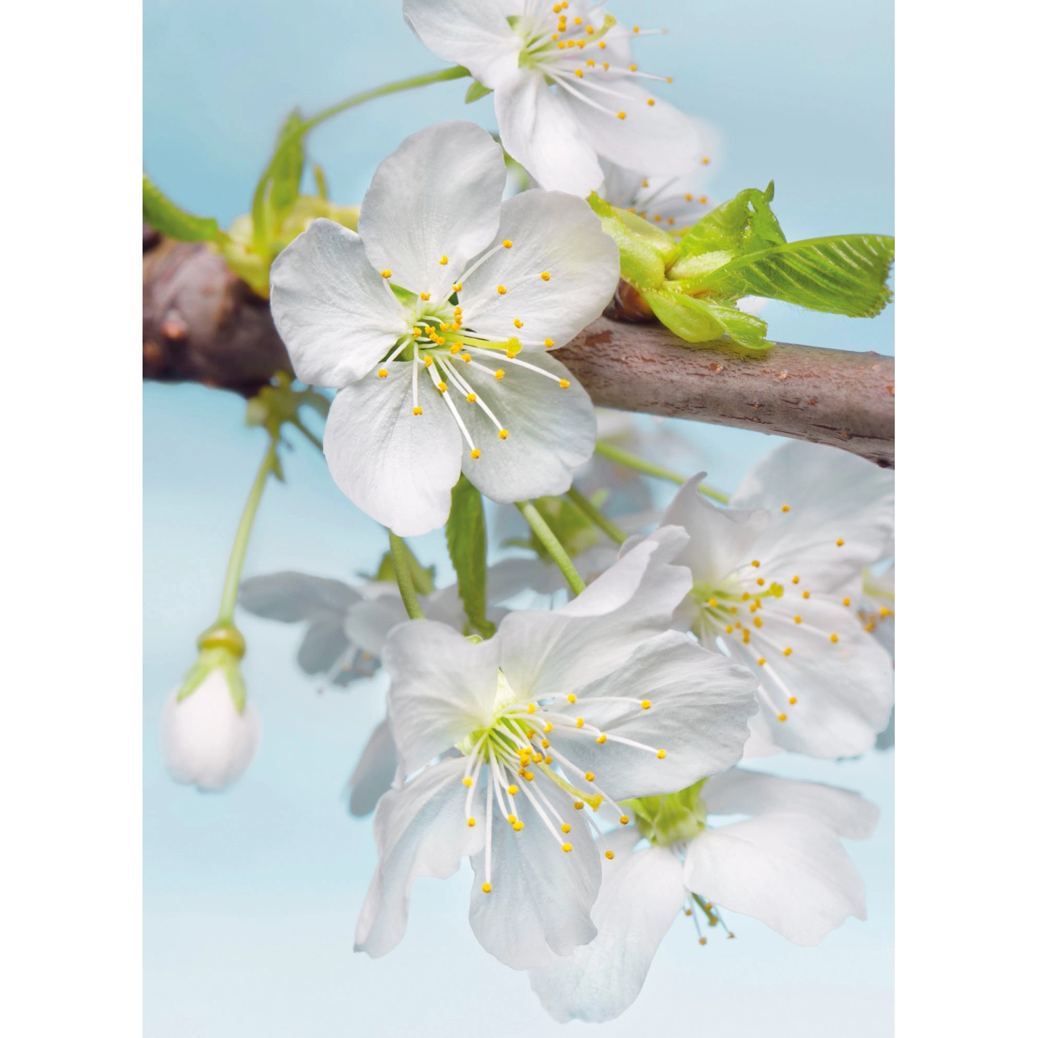 Sanders & Sanders Fototapete Kirschblüten Weiß Grün und Blau 184 x 248 cm 6 günstig online kaufen