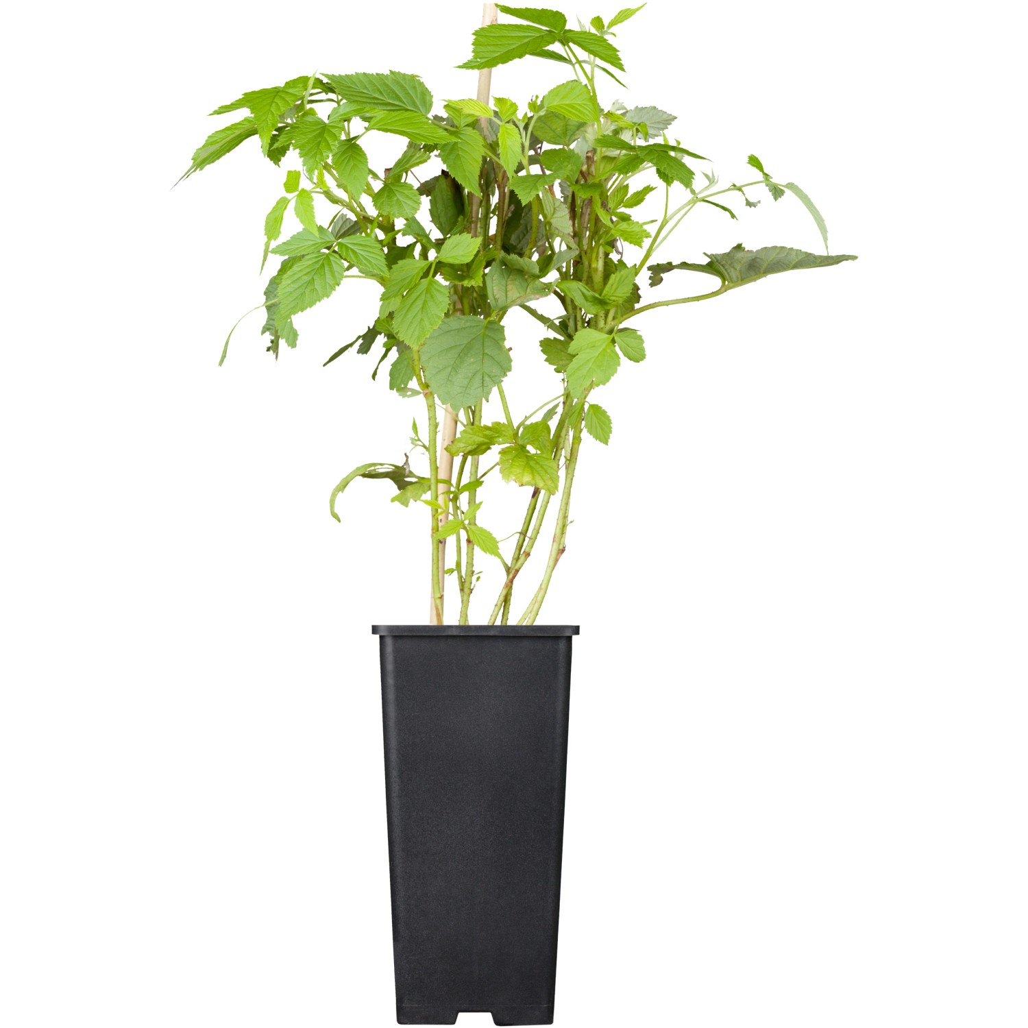 GROW by OBI Bio Himbeere Willamette Rot Höhe ca. 20 - 30 cm Topf ca. 2 l Ru günstig online kaufen