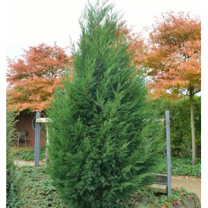 Grüne Leyland Zypresse (125-150cm) im Garten, ideal als Heckenpflanze.