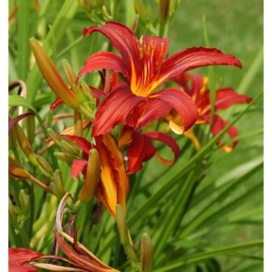 Blühende Taglilie 'Crimson Glory' (Hemerocallis cultorum) mit roten Blüten und gelber Mitte.