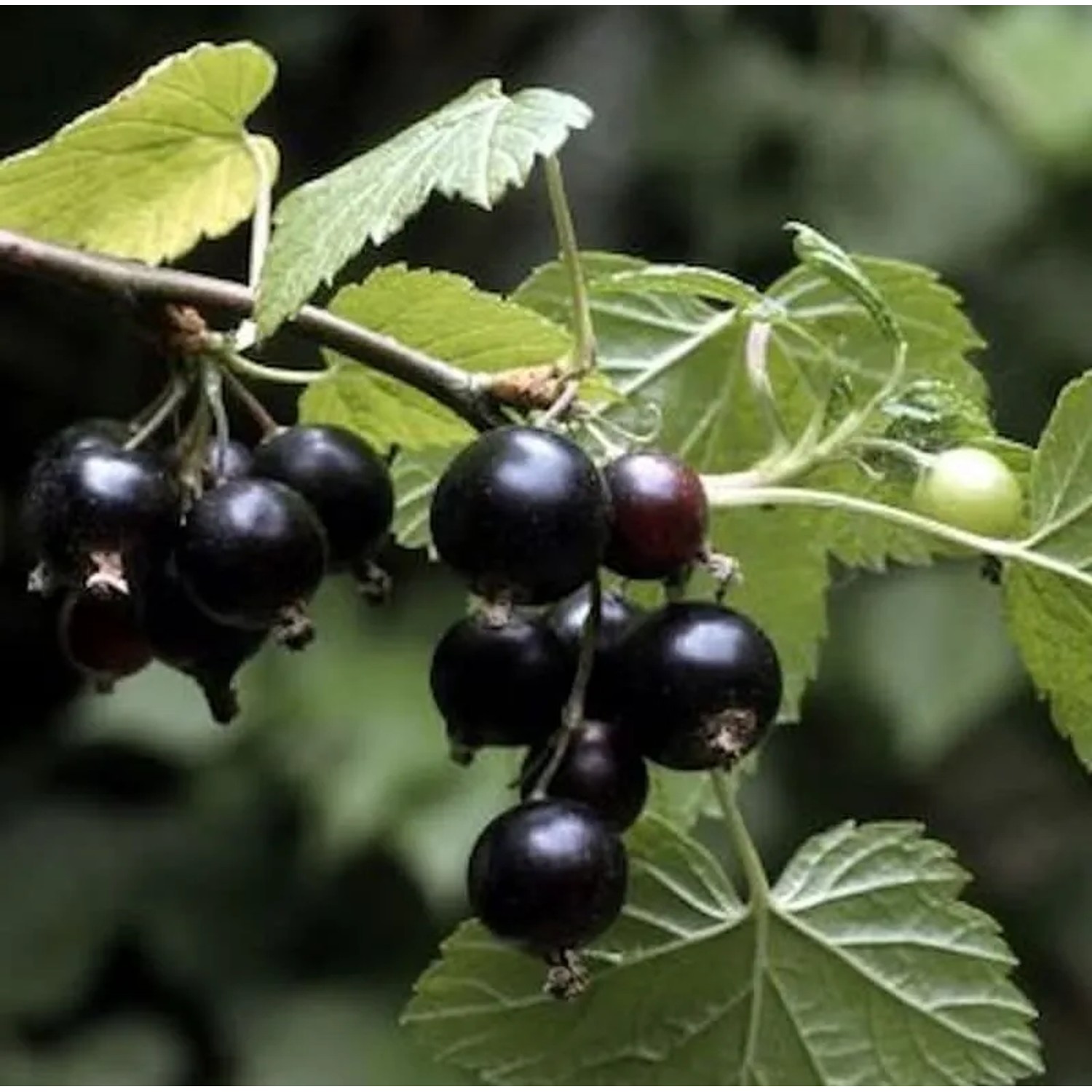 Hochstamm Schwarze Johannisbeere Ben Sarek 60-80cm - Ribes nigrum