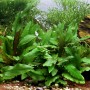 Grüne Dennerle Aquariumpflanze Cryptocoryne wendtii im Aquarium.