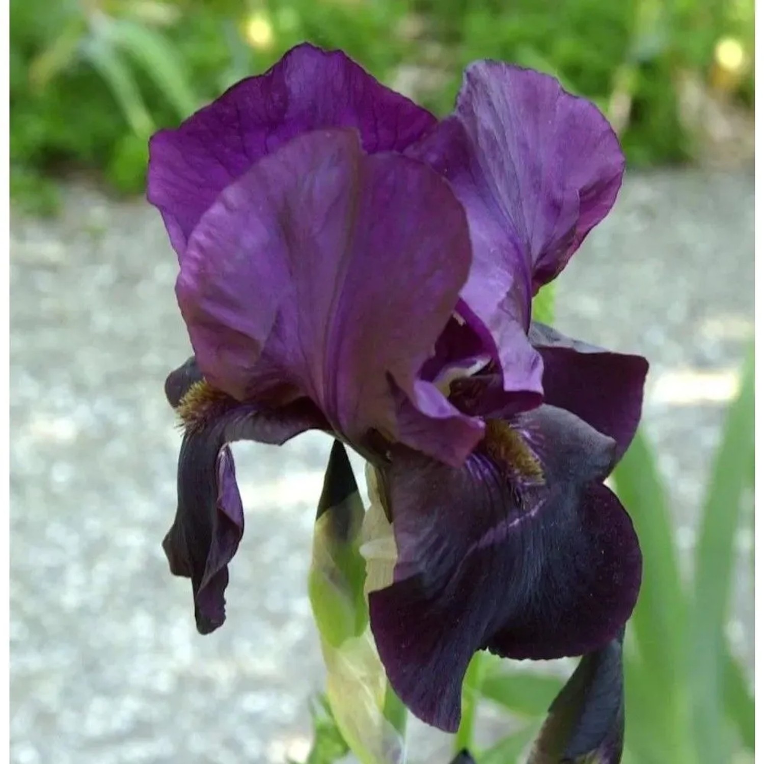 Schwertlilie Hello Darkness - Iris barbata