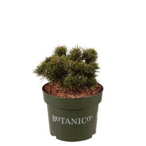 Zwerg-Bergkiefer Sherwood Compact im Topf, ca. 20-25 cm hoch. Kompakte Zwergkonifere für Garten und Steingarten.