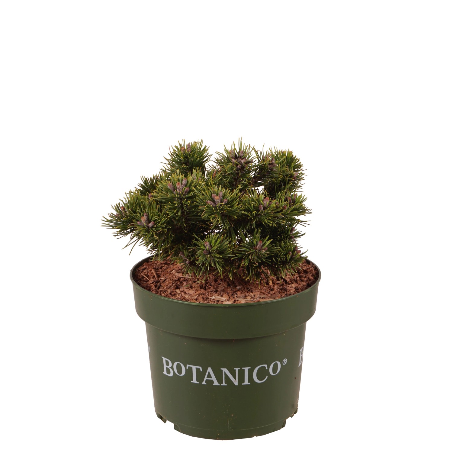 Bergkiefer Sherwood Compact Höhe ca. 25 cm Topf 4 l Pinus mugo