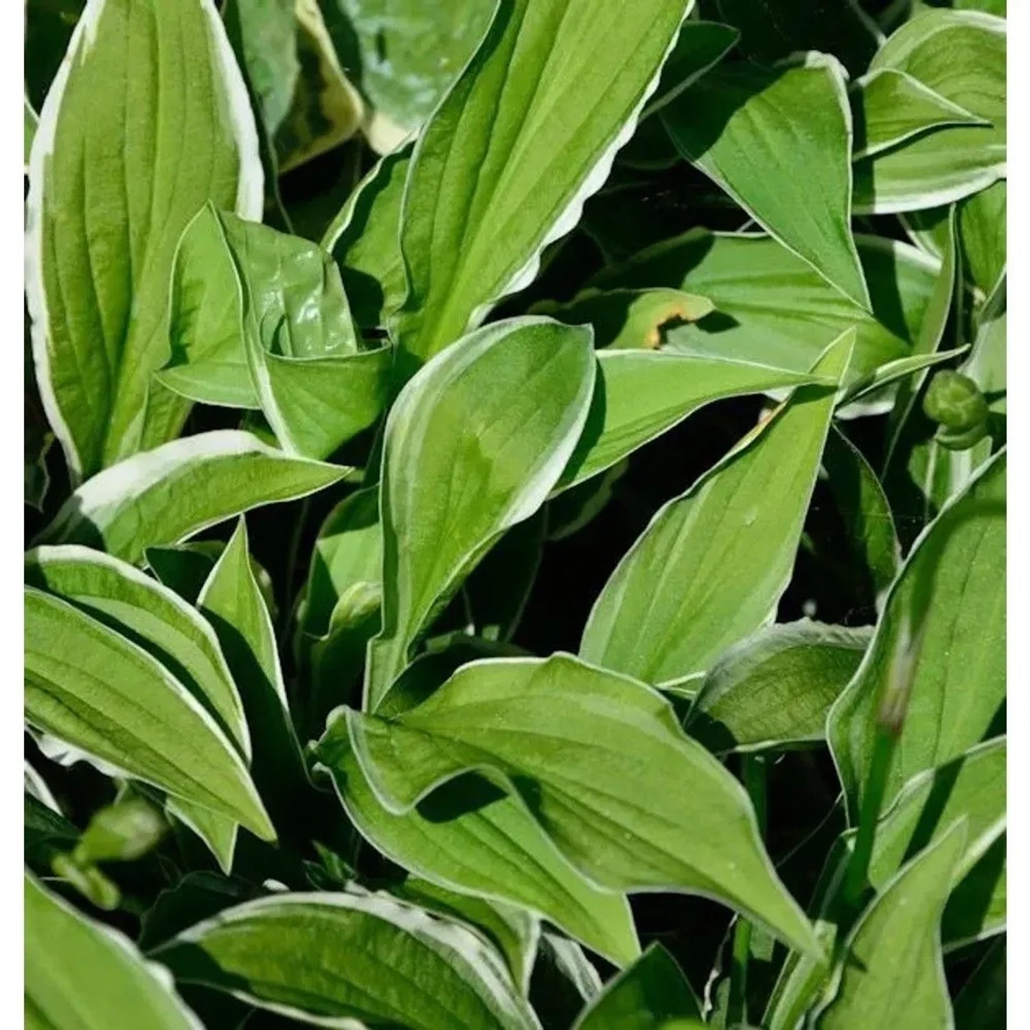 Schmalblattfunkie Ginko Craig - Hosta sieboldii