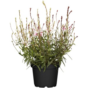 Prachtkerze Weiß im Topf (Ø 19cm), Gaura lindheimeri, mit zarten, weißen Blüten.
