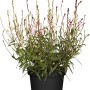 Prachtkerze Weiß im Topf (Ø 19cm), Gaura lindheimeri, mit zarten, weißen Blüten.