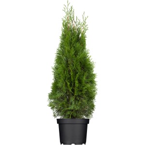 Lebensbaum 'Smaragd' im Topf, ca. 80-100cm hoch, ideal als Heckenpflanze.