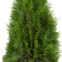 Lebensbaum 'Smaragd' im Topf, ca. 80-100cm hoch, ideal als Heckenpflanze.