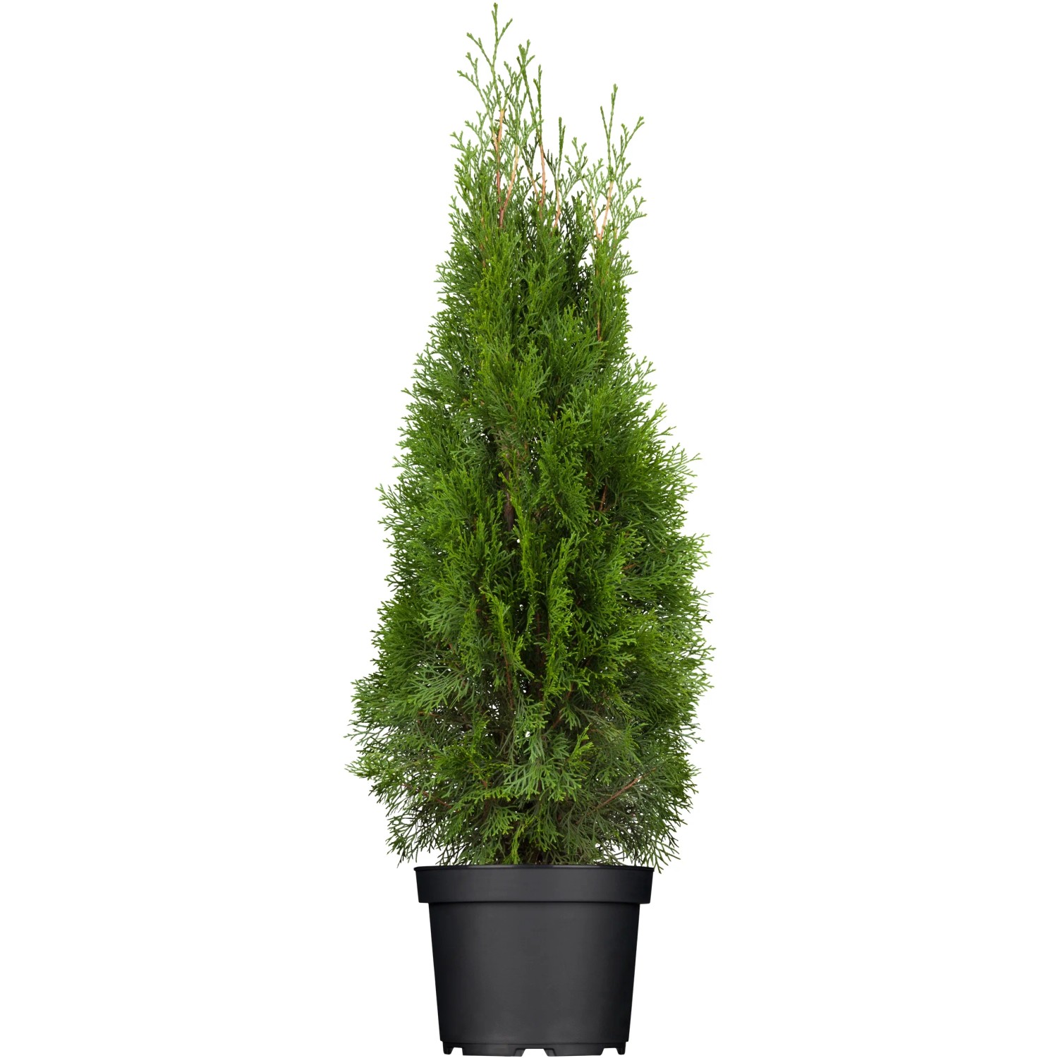 Thuja occidentalis Smaragd 80-100 cm 4 l Topf kaufen bei OBI