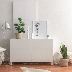 Value Greens Bogenhanf 'Laurentii' im Topf, eine robuste und luftreinigende Grünpflanze.