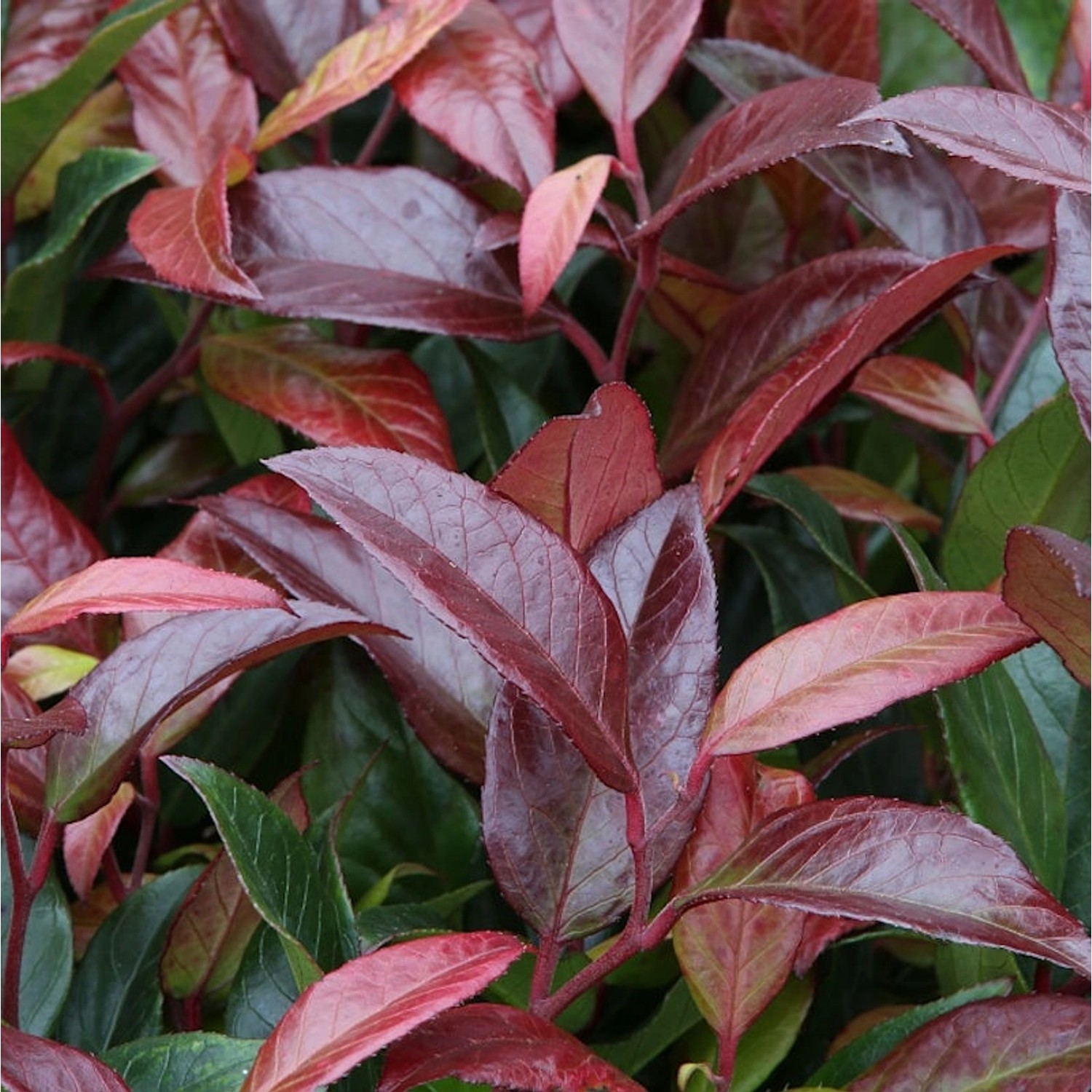 Kleine Traubenheide Royal Ruby 60-80cm - Leucothoe keikei günstig online kaufen