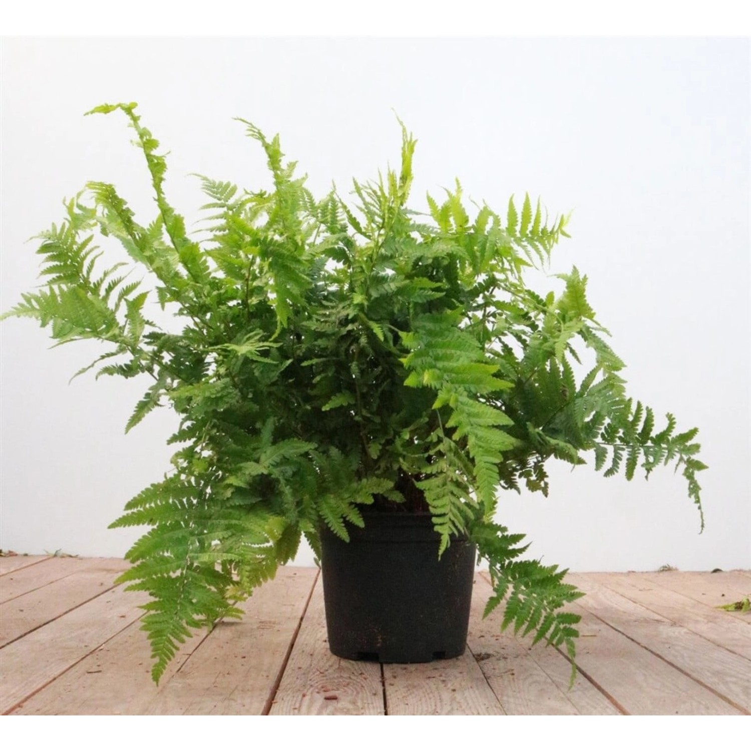 Dryopteris Filix-Mas Wurmfarn 30-40 cm günstig online kaufen
