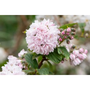 Rosa Deutzia Hybrida Maiblumenstrauch mit üppigen Blüten im Detail.