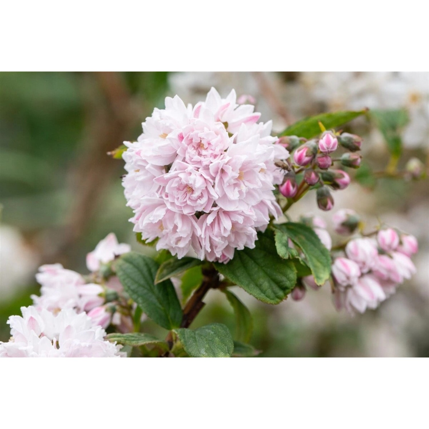Deutzia Hybrida Maiblumenstrauch 60- 100 cm günstig online kaufen