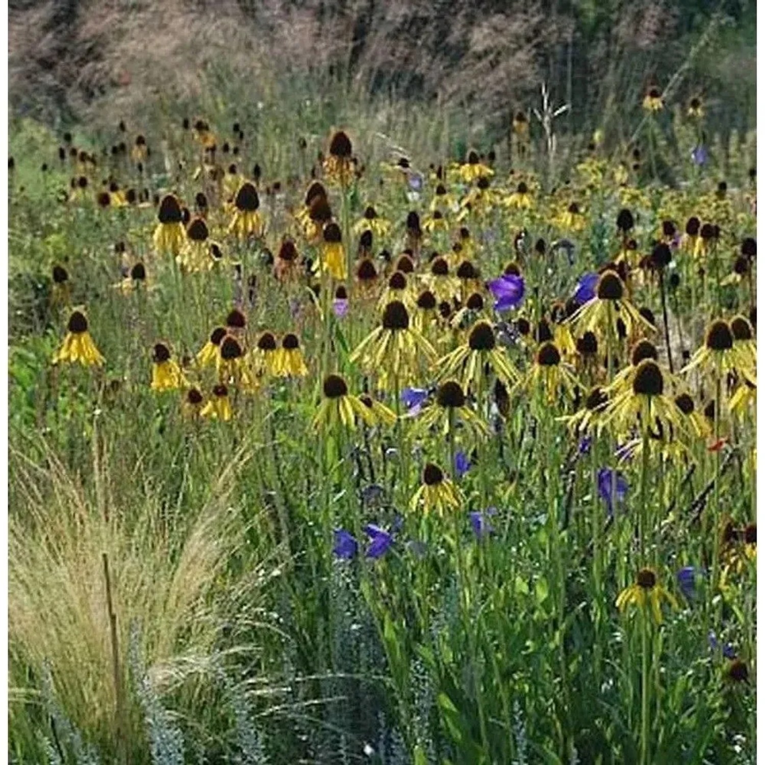 Gelber Sonnenhut - Echinacea paradoxa