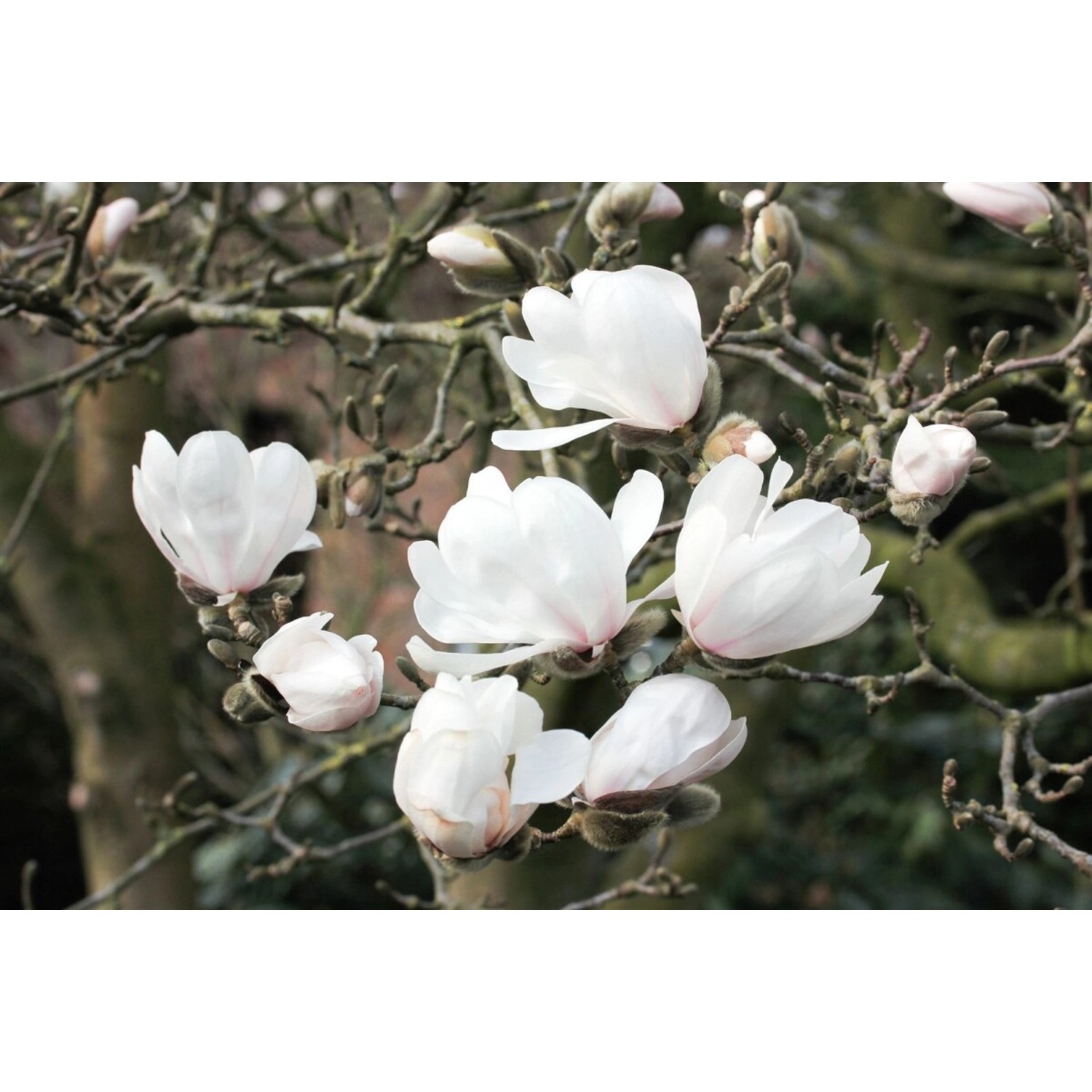 Magnolia Loebneri Wildcat Loebners Magnolie 60-80 cm günstig online kaufen