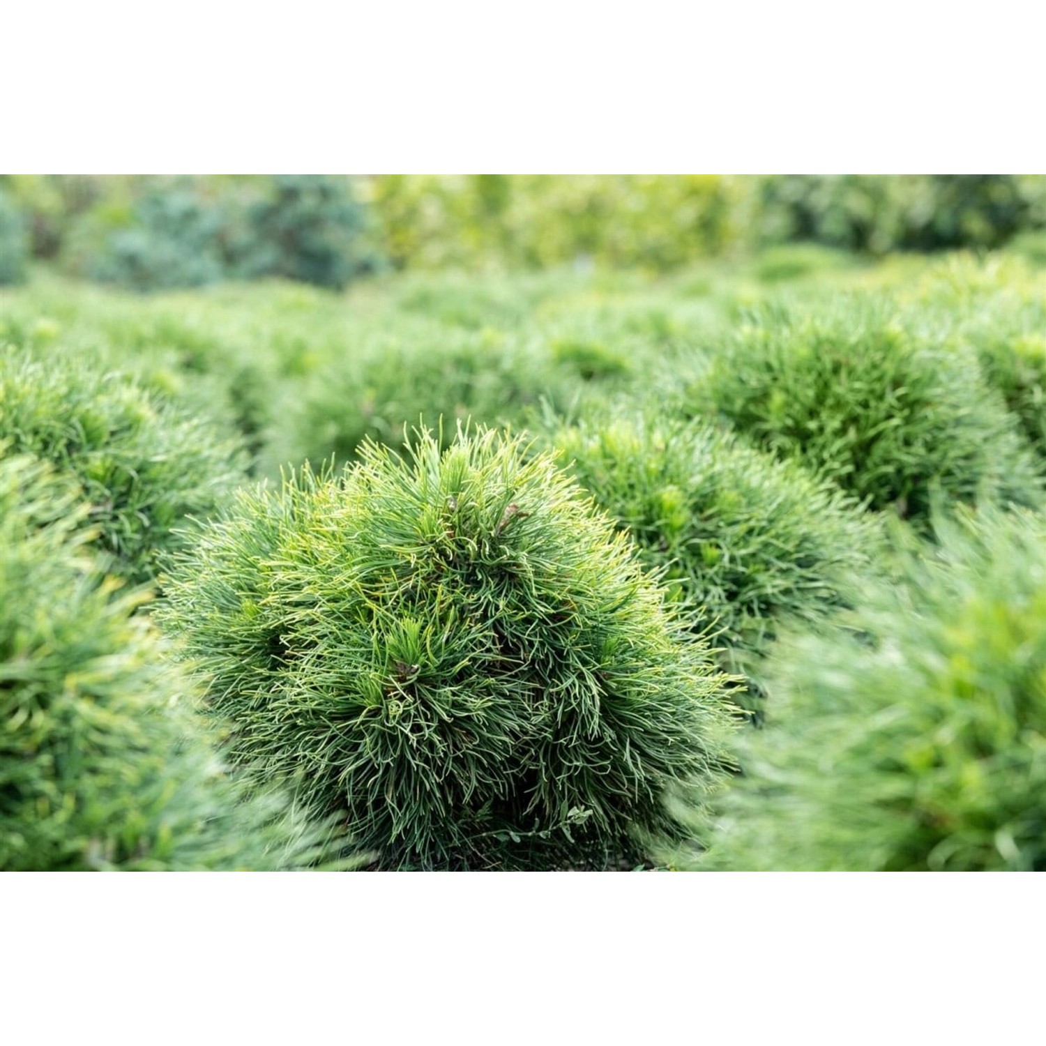 Pinus Strobus Minima Weymouth-Kiefer Kompakt 30–40 cm günstig online kaufen
