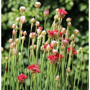 Grasnelke 'Ballerina Red' Staude mit leuchtend roten Blüten und Knospen auf grünen Stielen im Garten.