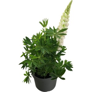 GROW by OBI Lupine Weiß Topf-Ø ca. 19 cm Lupinus polyphyllus