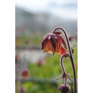 Nahaufnahme der nickenden, rosa Blüte der Bachnelkenwurz (Geum rivale).