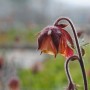 Nahaufnahme der nickenden, rosa Blüte der Bachnelkenwurz (Geum rivale).