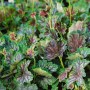 Purpurglöckchen 'Beauty Color': Kompakte Staude mit grün-bronze marmorierten Blättern. Ideal für Beet und Kübel.