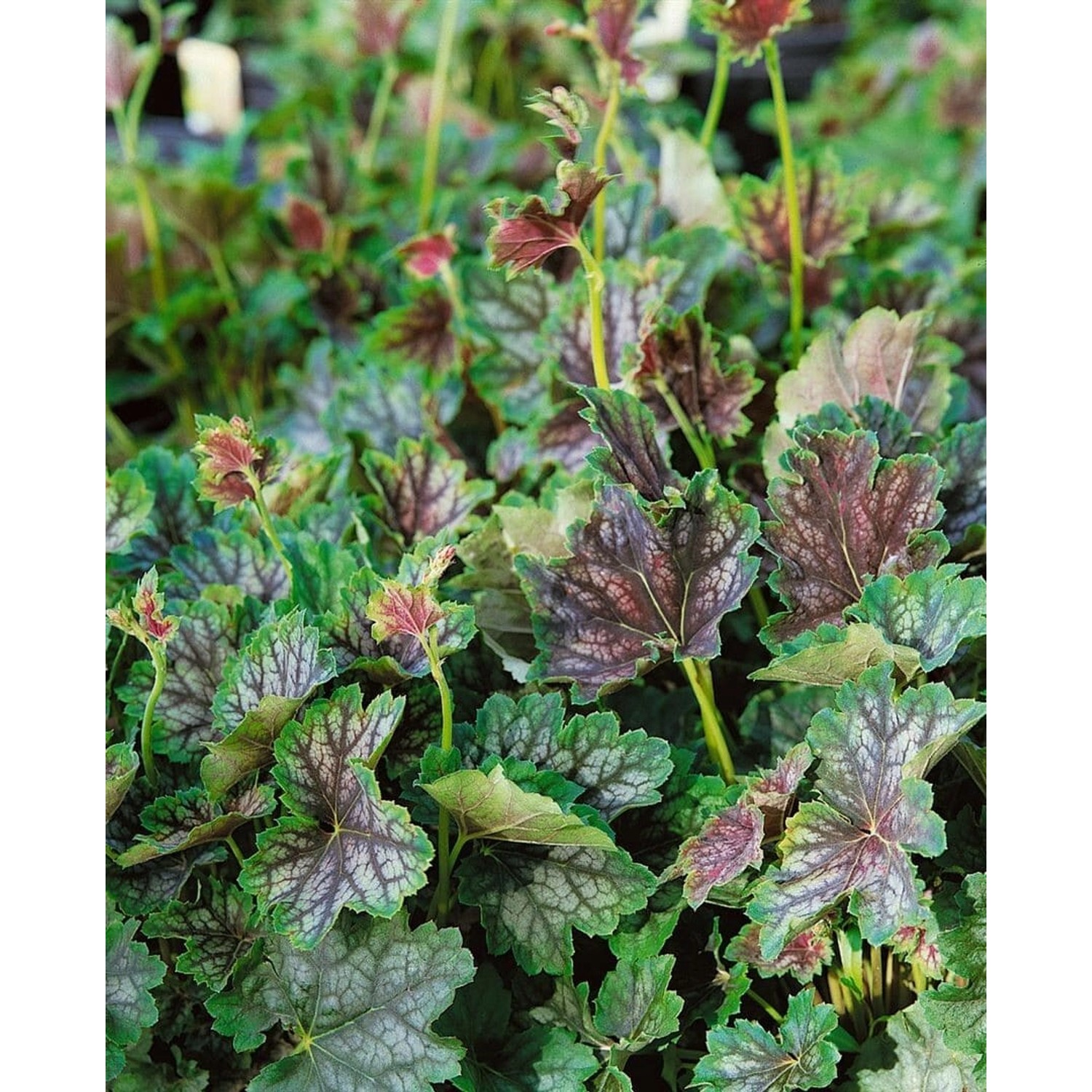 Heuchera Americana Beauty Color Purpurglöckchen Ca. 11x11 cm Topf günstig online kaufen