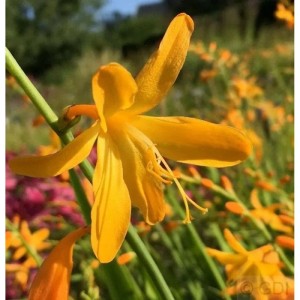 Gelbe Garten-Monbretie 'George Davidson' (Crocosmia masoniorum) im Detail.