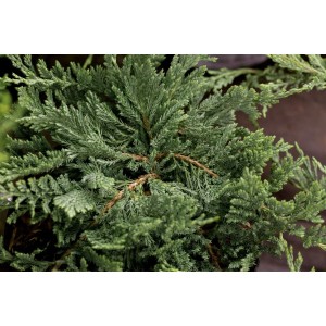 Nahaufnahme des blaugrünen Kriech-Wacholders 'Blue Chip', einem attraktiven Bodendecker.