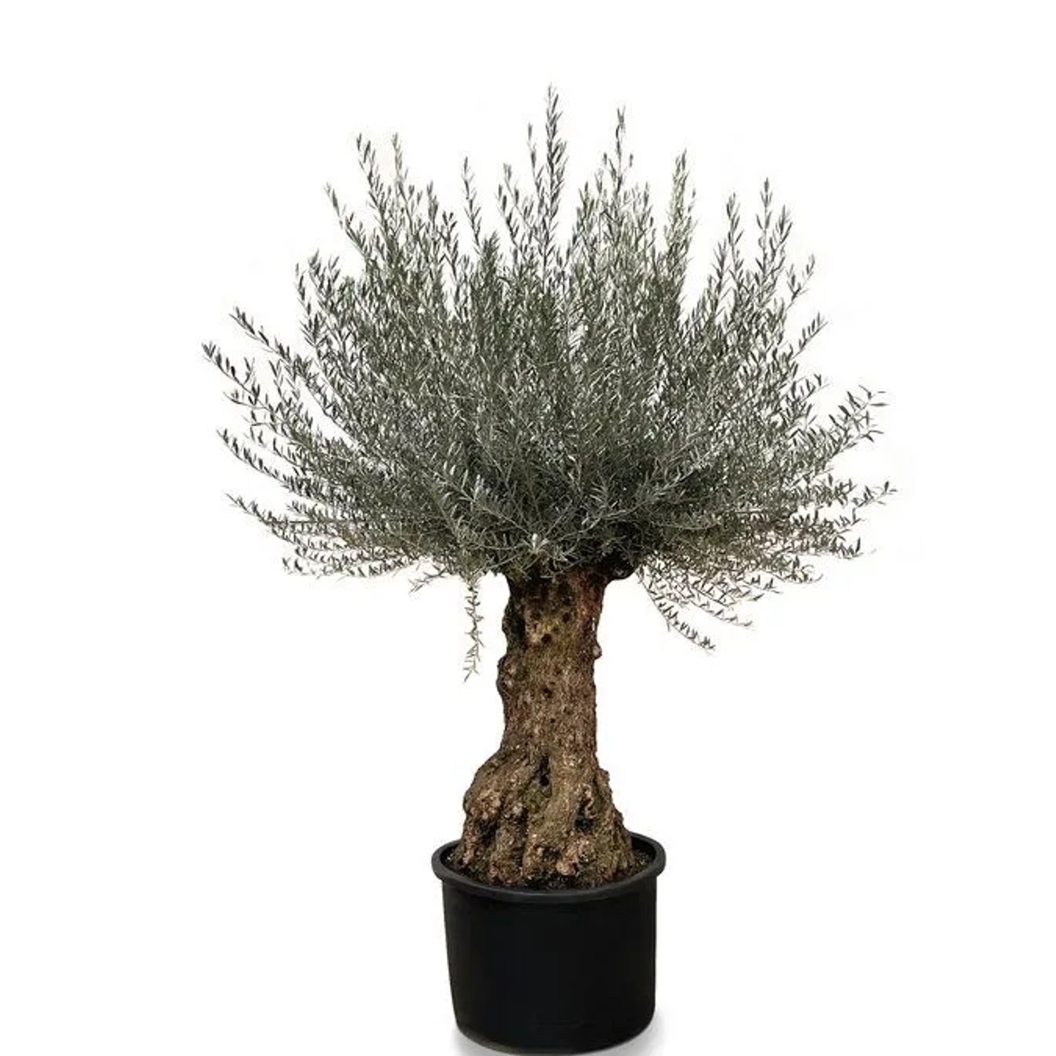 Sunny-Tree   Olivenbaum Olea Europea   Winterharter Olvenbaum Bonsai 250 cm   120 Jahre Alter Olivenbaum und Fruchttrage...
