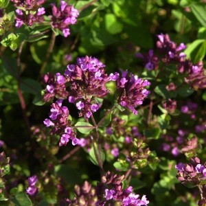 Blühender Oregano Hopley (Origanum laevigatum) mit violetten Blüten und grünen Blättern. Robuste Gartenstaude.