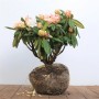 Rhododendron Praevernum Osterschnee mit zarten, weißen Blüten und grünen Blättern.