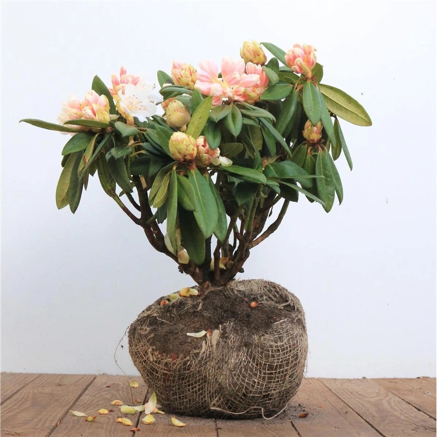 Rhododendron Praevernum Osterschnee Weiß 30–40 cm günstig online kaufen