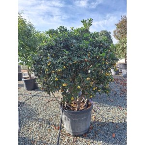 Australischer Lorbeer 'Pittosporum Tobira' im Topf, immergrüner Zierstrauch mit gelben Blüten.