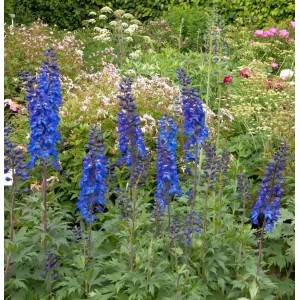 Blauer Hoher Rittersporn 'Sommernachtstraum' (Delphinium elatum) im Gartenbeet.