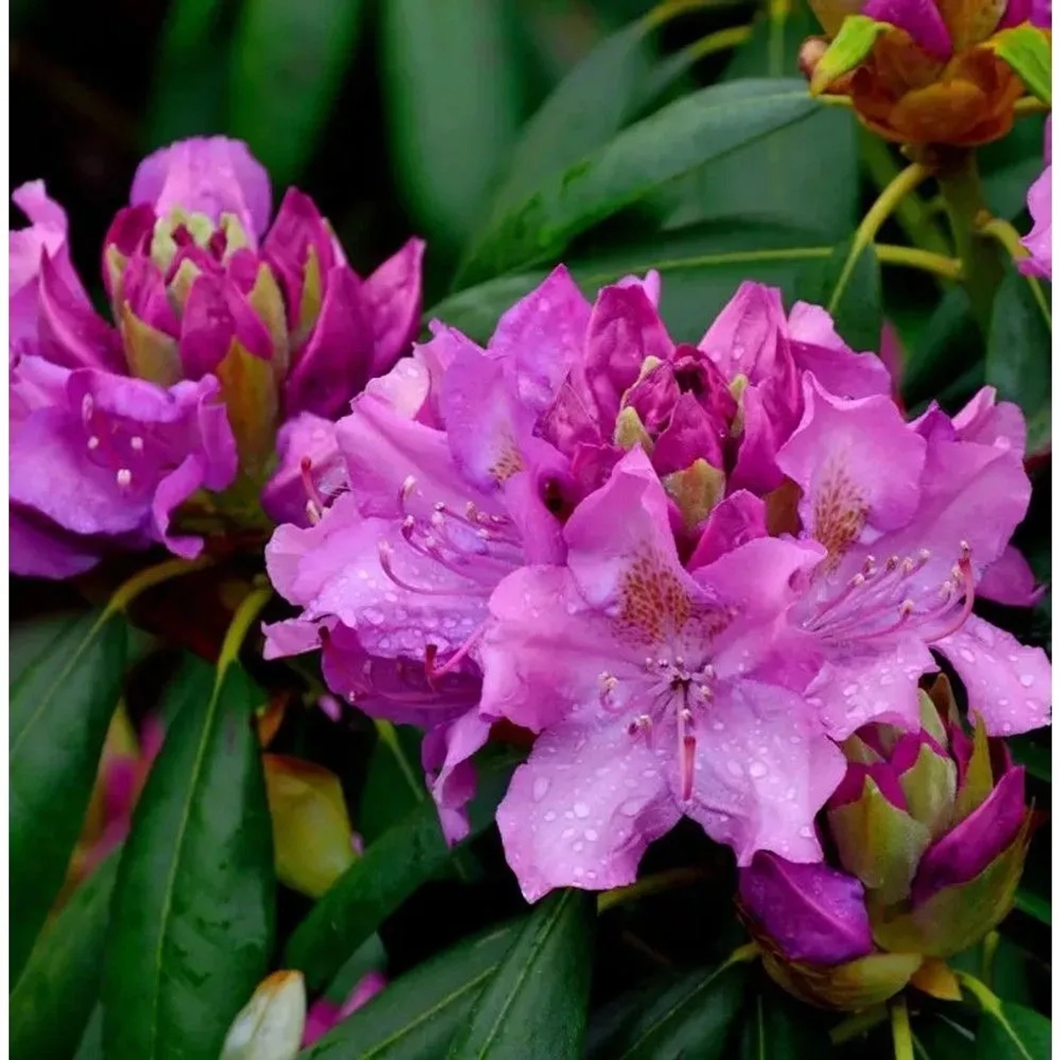 Großblumige Rhododendron Roseum Elegans 40-50cm - Alpenrose