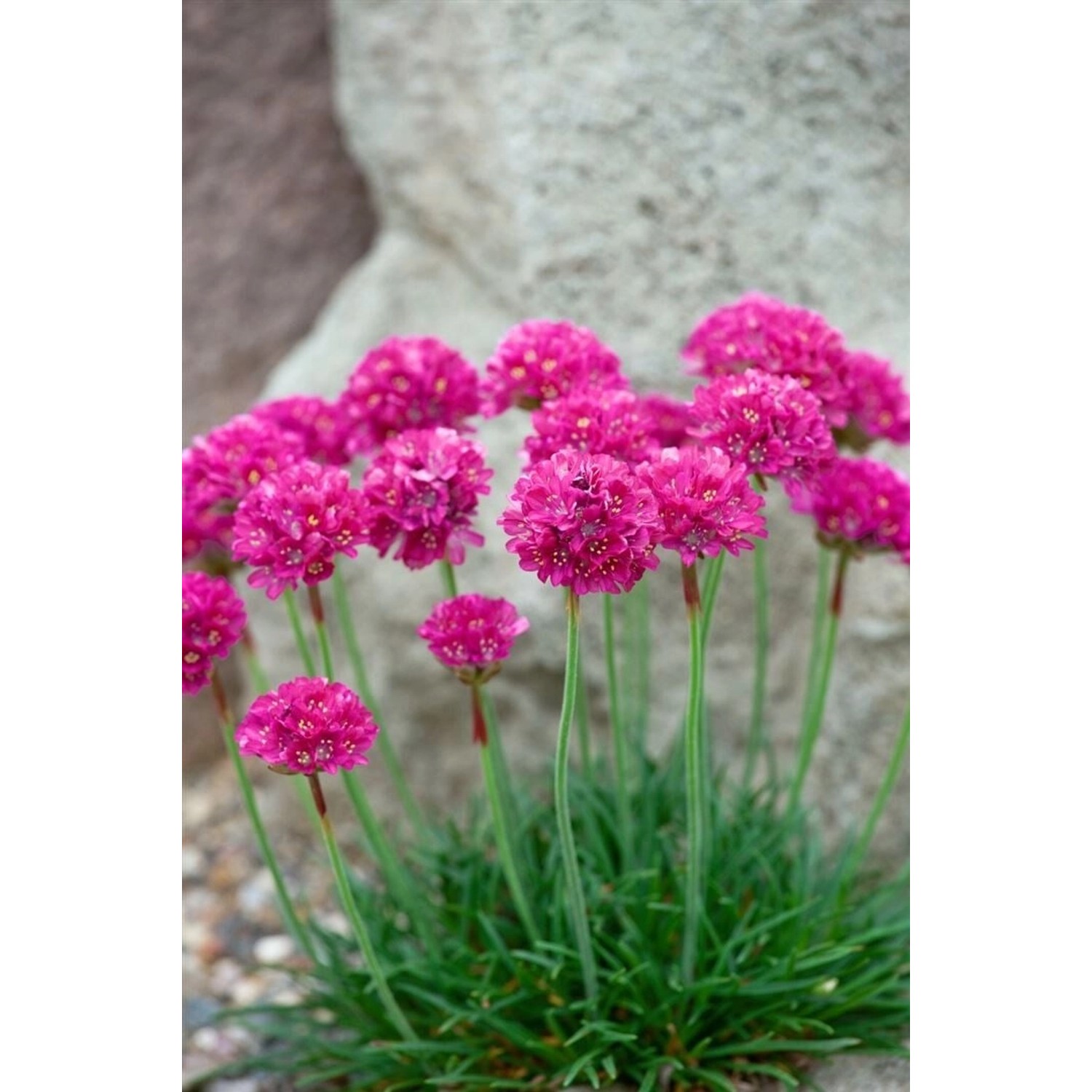 Armeria Maritima Düsseldorfer Stolz Grasnelke Ca. 9x9 cm Topf günstig online kaufen