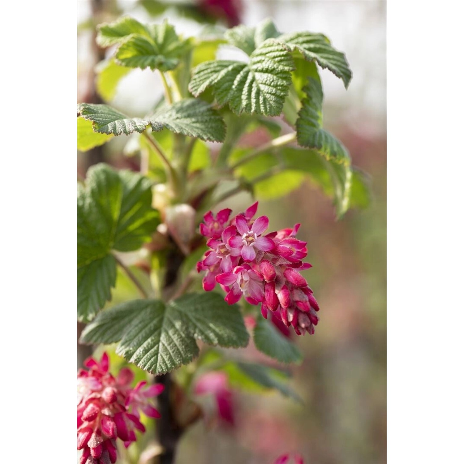 Ribes Sanguineum Pulborough Scarlet Blutjohannisbeere Rot 100–125 cm günstig online kaufen