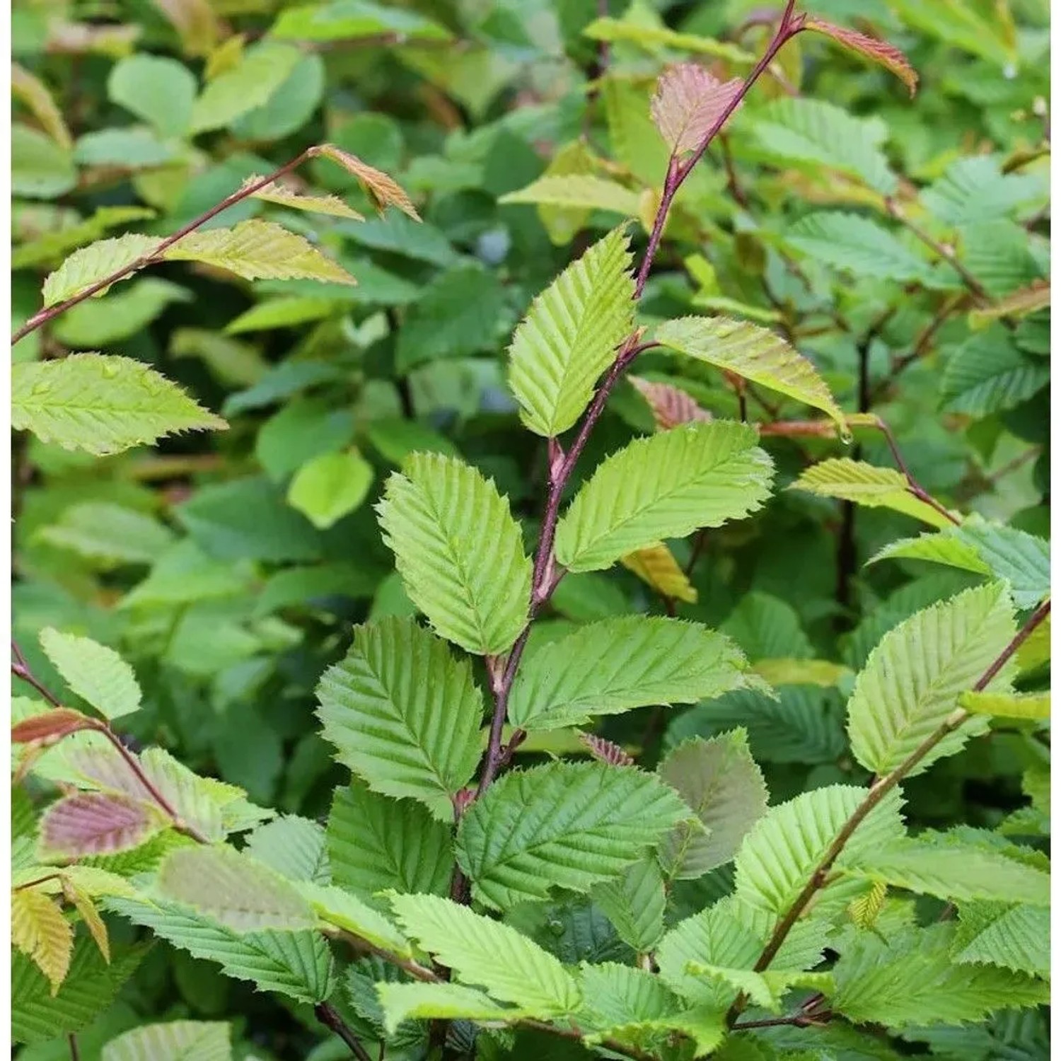 Hainbuche Weißbuche 40-60cm - Carpinus betulus