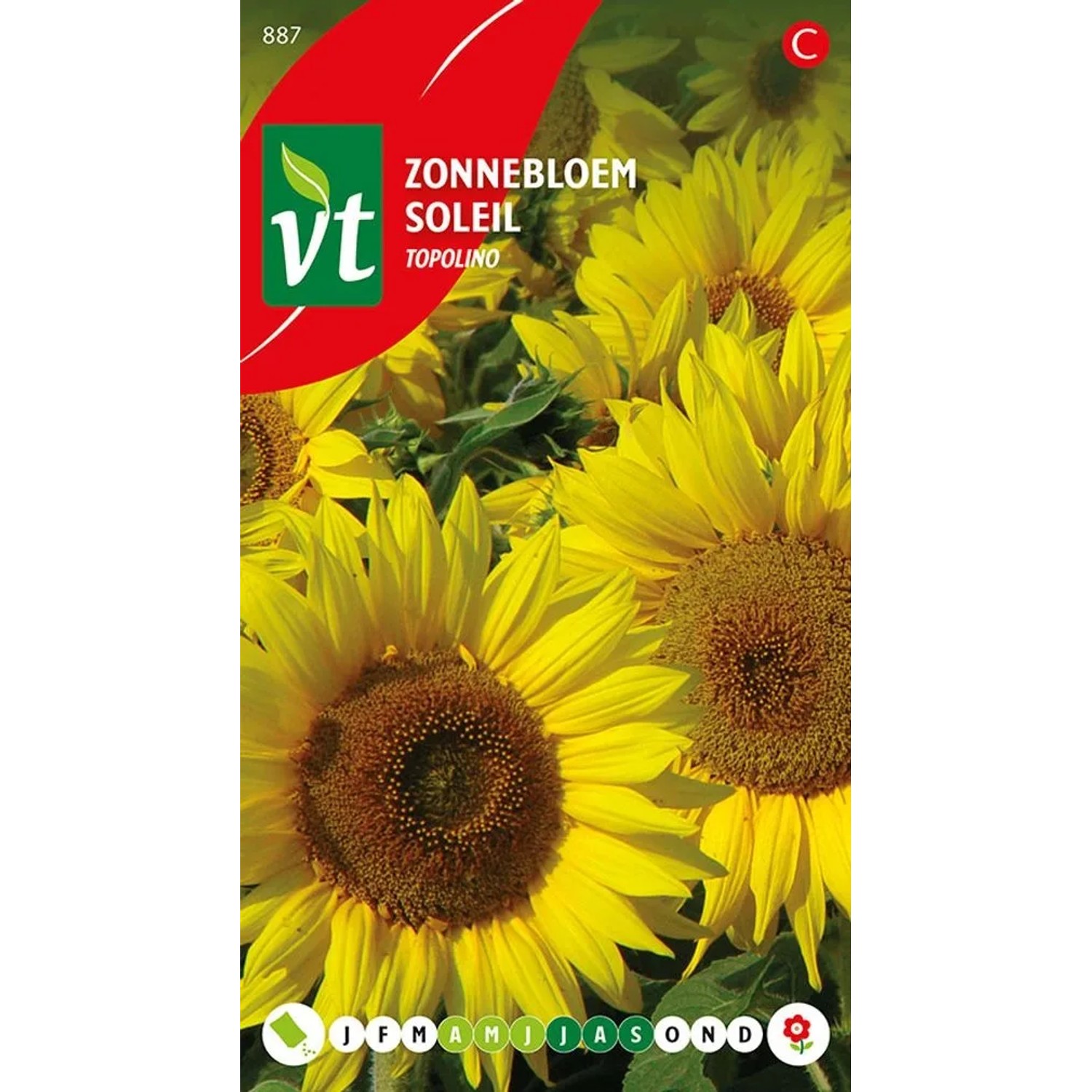 Sonnenblume 'Topolino' Samen Ca. 1 g Große Blüten